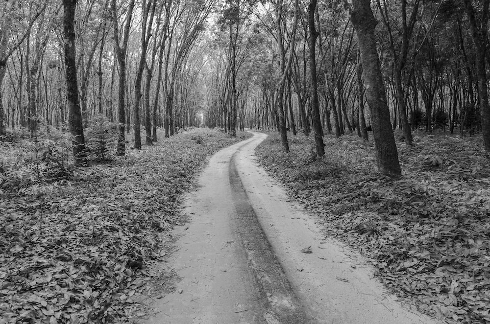 way to forest in black and white The National『I Am Easy To Find』 彼女を見ればわかること